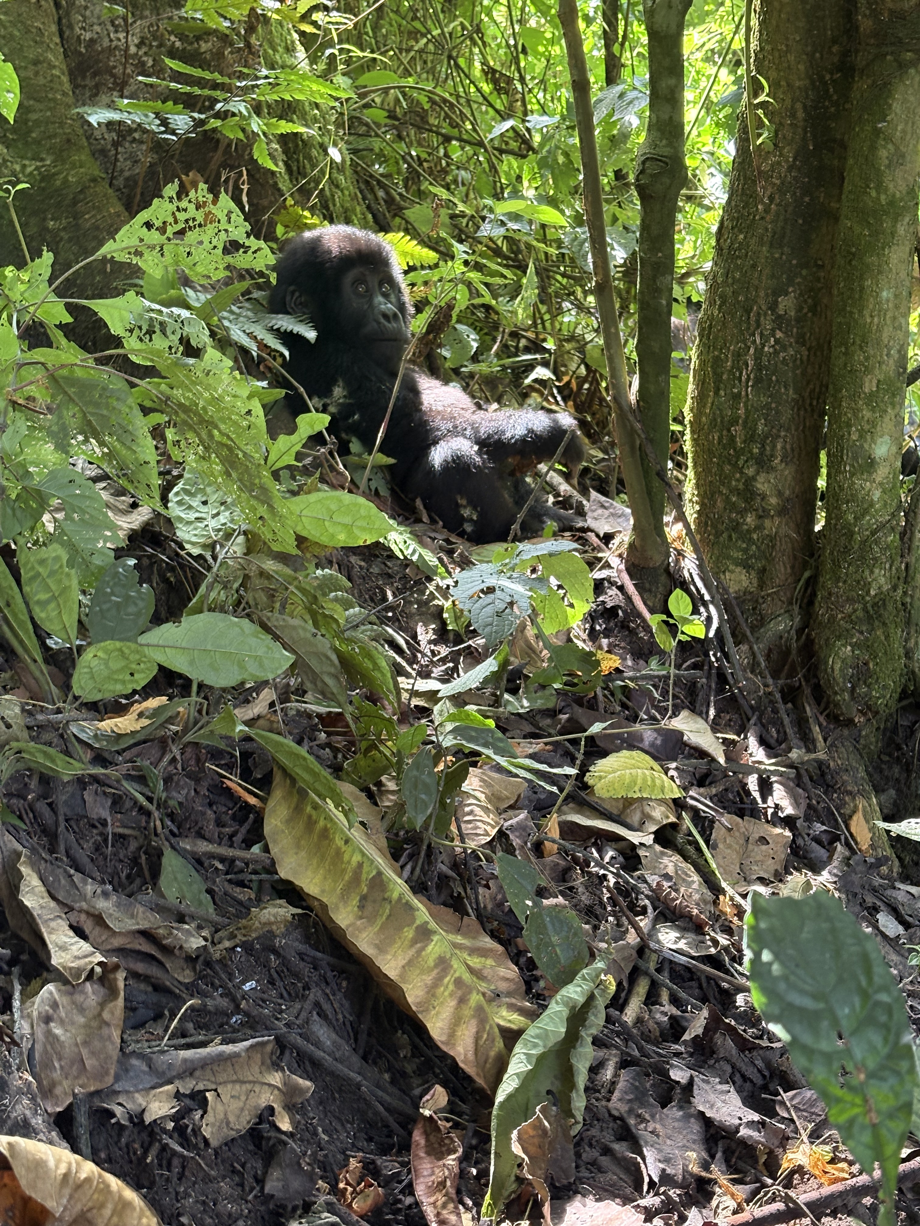 Mountain gorilla in Bwindi Impenetrable National Park, Uganda